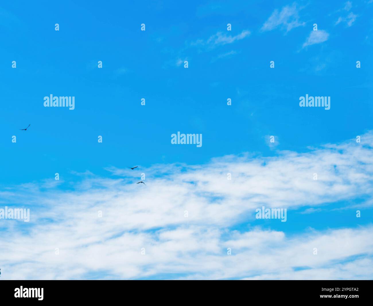 Blauer Himmel mit Wolken und hoch aufragenden Vögeln Stockfoto