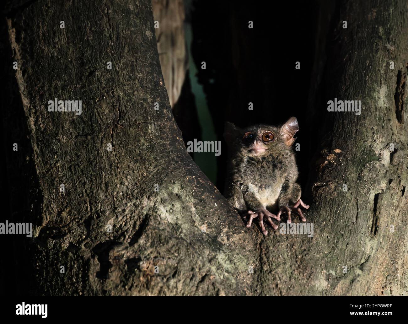 Tarsuis Tarsier, spektraler Tarsier mit großen Ohren, in der Abenddämmerung in einem Baumloch im Tangkoko-Nationalpark, Nord-Sulawesi, Indonesien Stockfoto