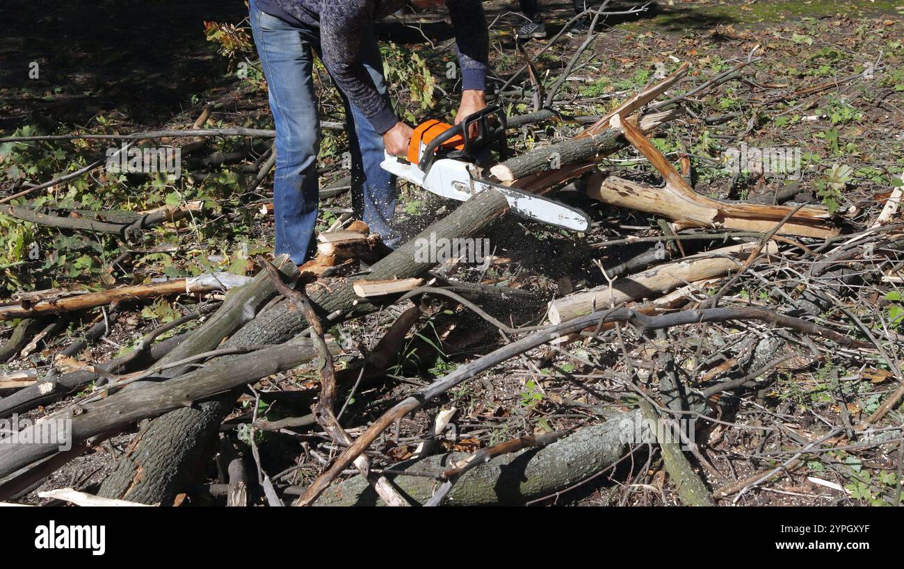 Bild einer orangen Kettensäge in den Händen eines Holzfällers, gesägte Bäume, Baumstämme. Stockfoto