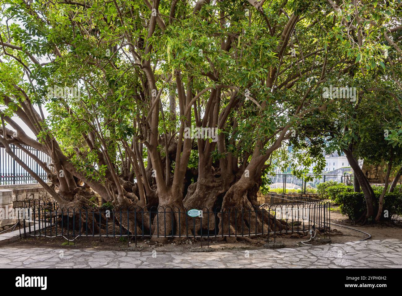 Phytolacca-Baum im Garten des Volkes, Korfu Altstadt, Griechenland. Stockfoto
