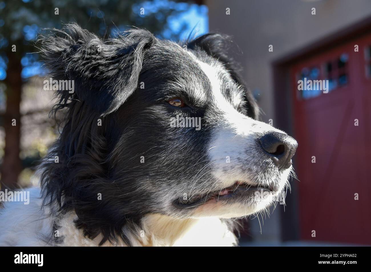 Ein schwarz-weißer Hund, der sich an einem sonnigen Herbsttag in Colorado, USA, in der Einfahrt entspannt Stockfoto