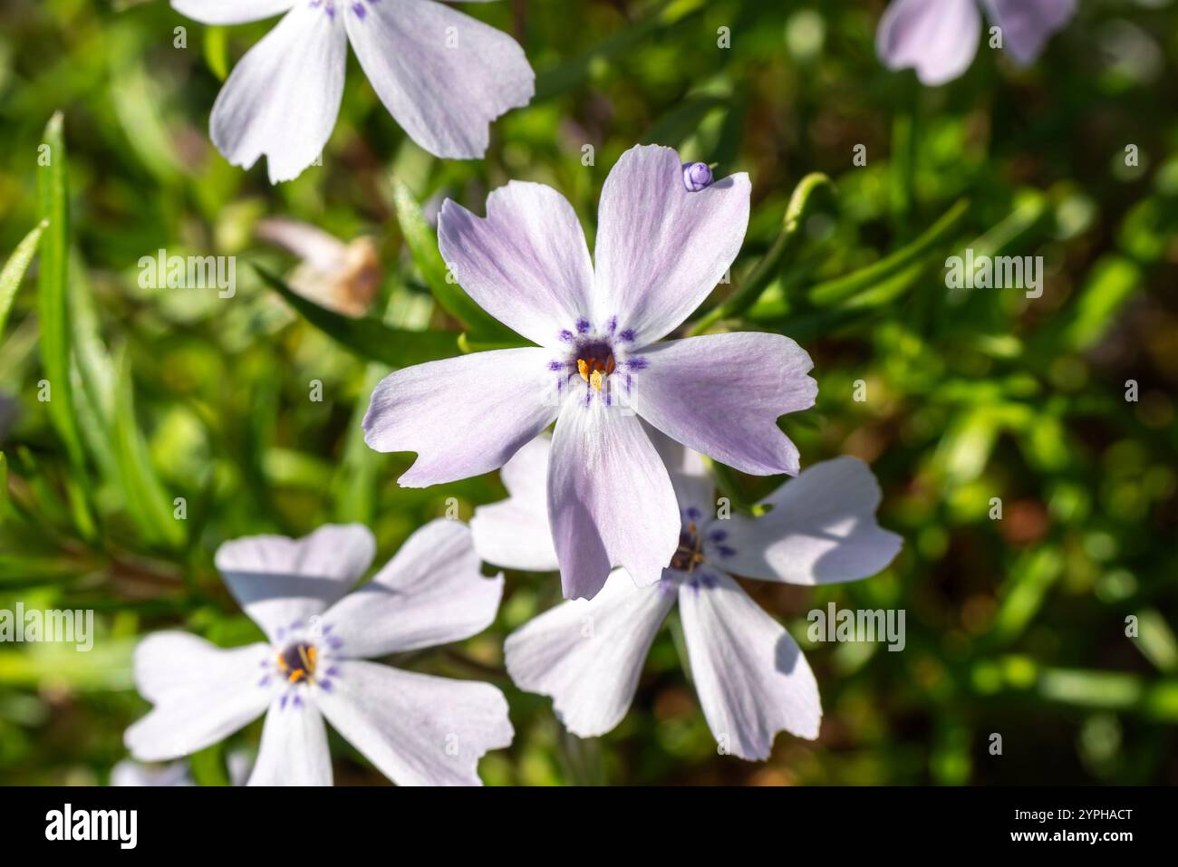 Garten Phlox paniculata, kriechender Phlox subulata, auch bekannt als  Moosphlox Stockfotografie - Alamy