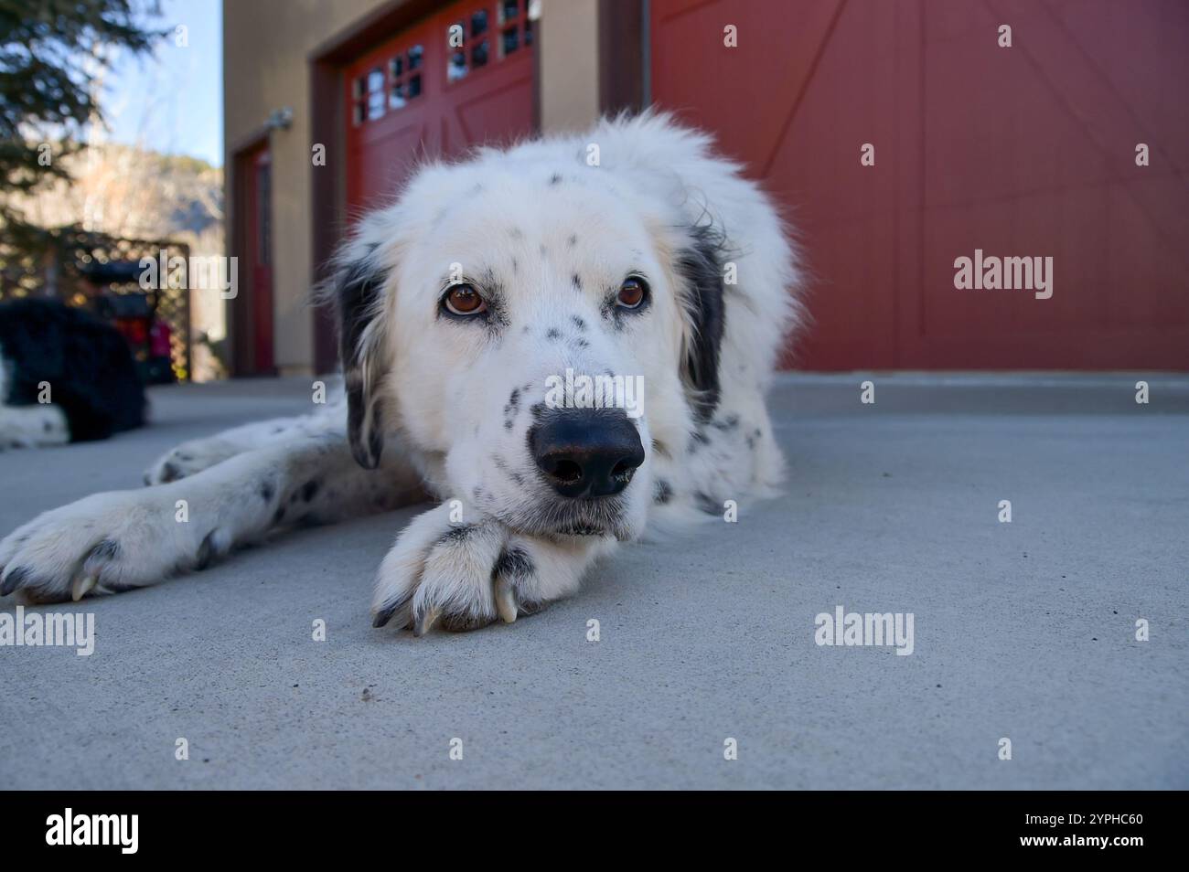 Ein schwarz-weißer Hund, der sich an einem sonnigen Herbsttag in Colorado, USA, in der Einfahrt entspannt Stockfoto