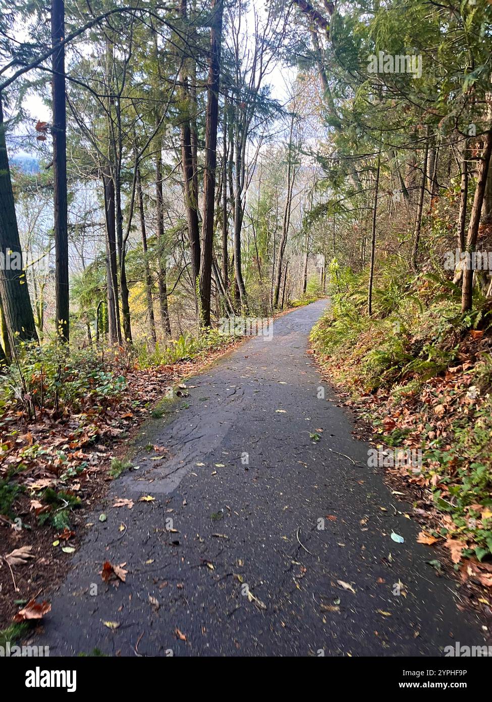Ein wunderschöner Panoramablick von einem Wanderweg mit bunten Herbstblättern an einem regnerischen Herbsttag in Seattle, Washington, Pazifik-Nordwesten, USA Stockfoto