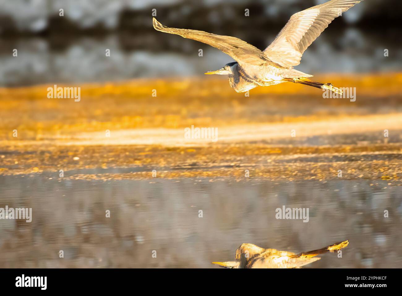 Flug am frühen Morgen Stockfoto