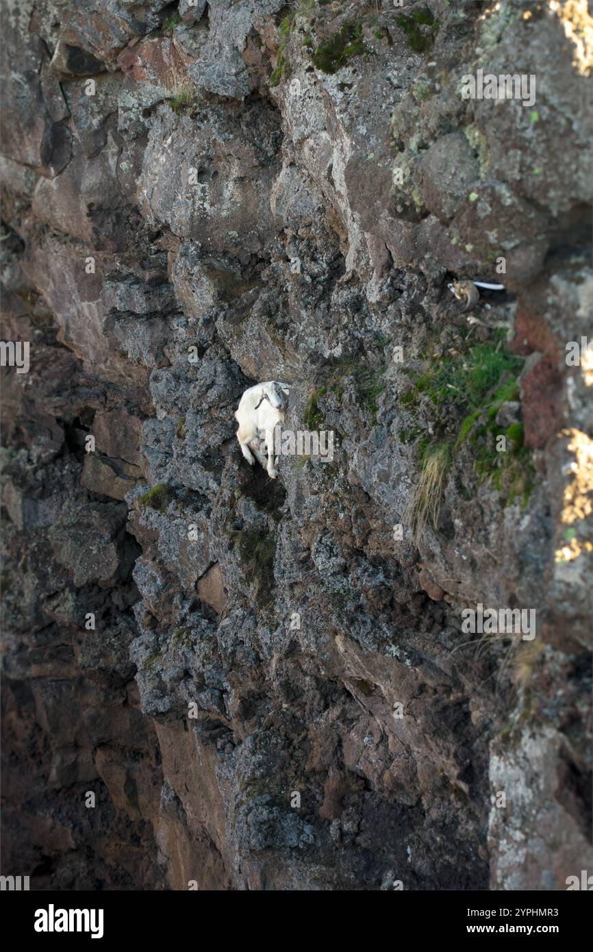 Junge Ziege gefangen in den felsigen Klippen der Grotta dell'Angelo, Ätna Park, Sizilien, Italien Stockfoto