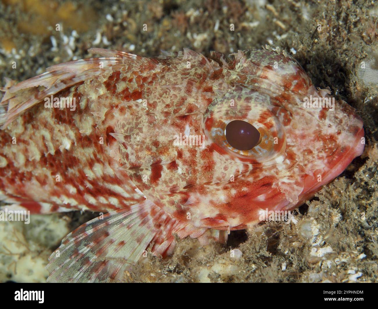 Nahaufnahme des Kopfes eines kleinen roten Skorpionfisches (Scorpaena notata) mit Akzentuierung von Schuppen und Augen im Mittelmeer bei Hyeres. Tauchplatz Stockfoto