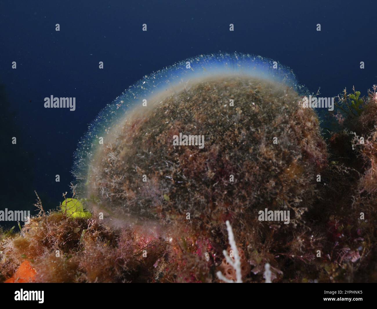 Eine schimmernde Struktur, Seebälle, Kugelalgen (Codium bursa), Algen, tief im Meer vor dunkelblauem Hintergrund, im Mittelmeer bei Hyeres. Stockfoto