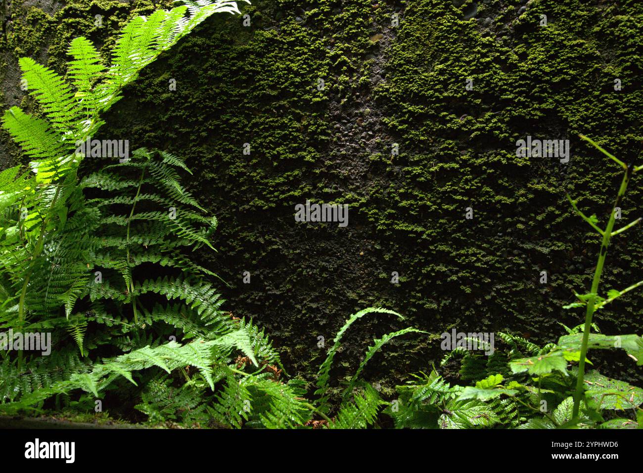 Nahaufnahme von Farnen, höchstwahrscheinlich Bracken (Pteridium aquilinum), die direkt neben einer äußeren Betonwand wachsen. Stockfoto