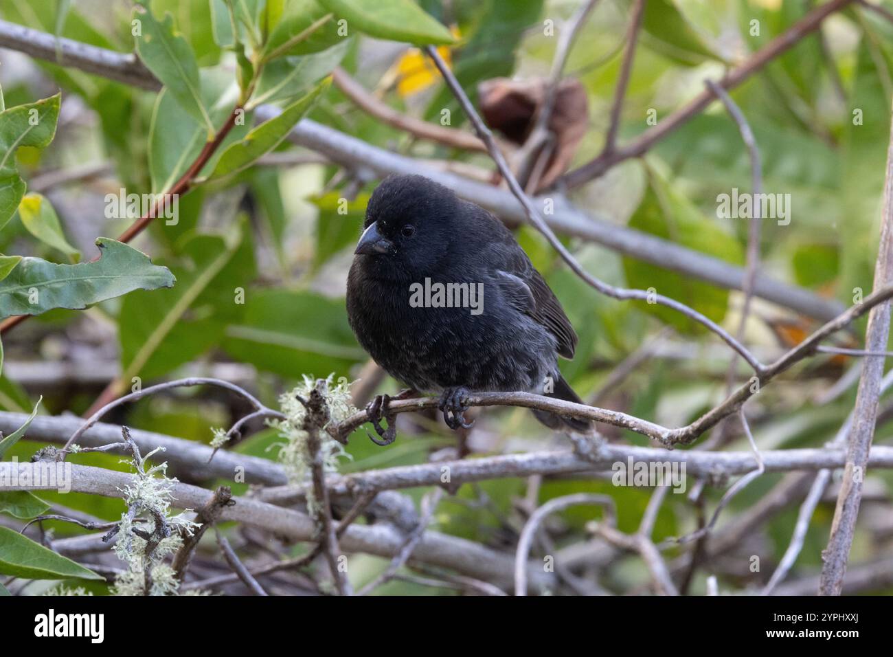 Kleine Ground Finken (Geospiza fuliginosa) – männlich – die am häufigsten verbreitete und am weitesten verbreitete Darwin-Finke in Galapagos Stockfoto