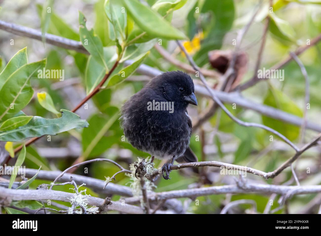 Kleine Ground Finken (Geospiza fuliginosa) – männlich – die am häufigsten verbreitete und am weitesten verbreitete Darwin-Finke in Galapagos Stockfoto