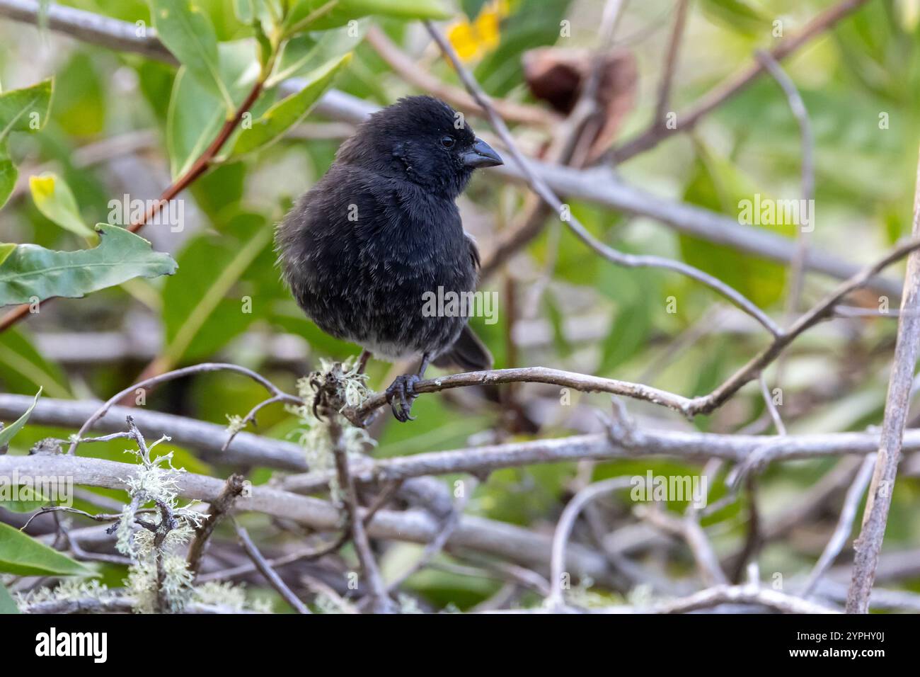 Kleine Ground Finken (Geospiza fuliginosa) – männlich – die am häufigsten verbreitete und am weitesten verbreitete Darwin-Finke in Galapagos Stockfoto