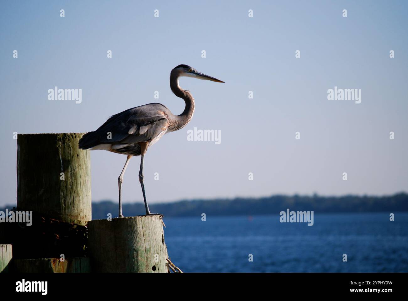 Heron Vogel an der Küste mit Pier Stockfoto