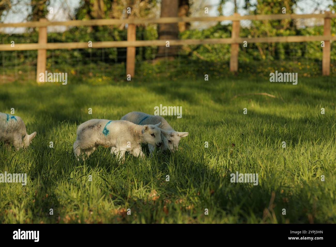 Neue Lämmer auf dem Feld im Frühling Stockfoto