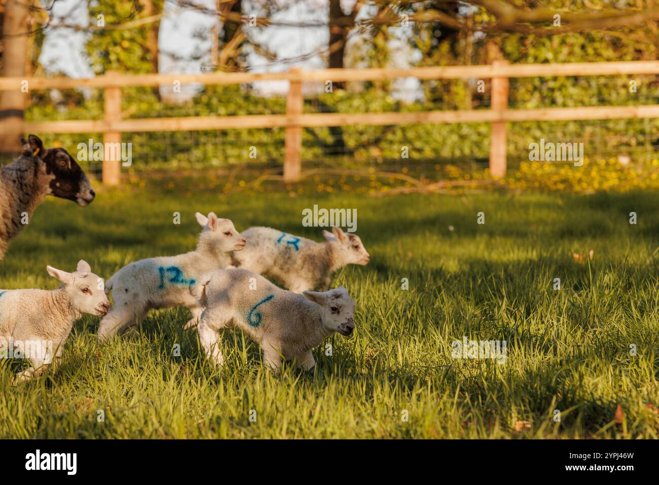 Neue Lämmer auf dem Feld im Frühling Stockfoto