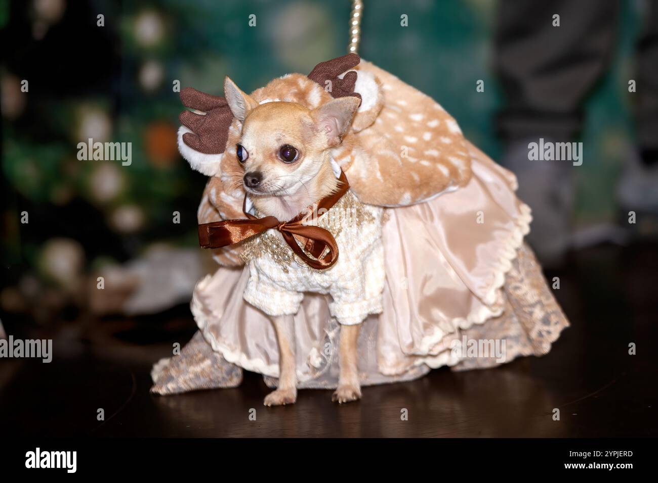 Newton Longville, Bucks, UK, 30. November 2024 Chihuahua in schickem Kleid Sue Thatcher/Alamy Live News Stockfoto