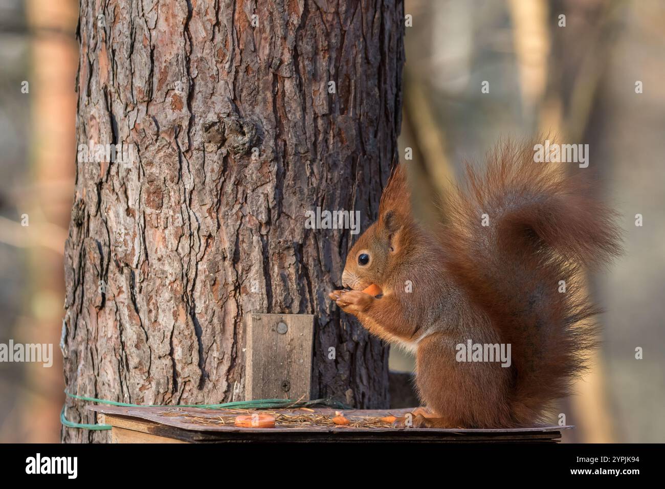 Das rote Eichhörnchen (Sciurus vulgaris) isst ein Stück Karotte auf dem Dach des Vogelfutters. Tiere im Winter füttern. Helfende Tiere. Seitenansicht. Polen Stockfoto