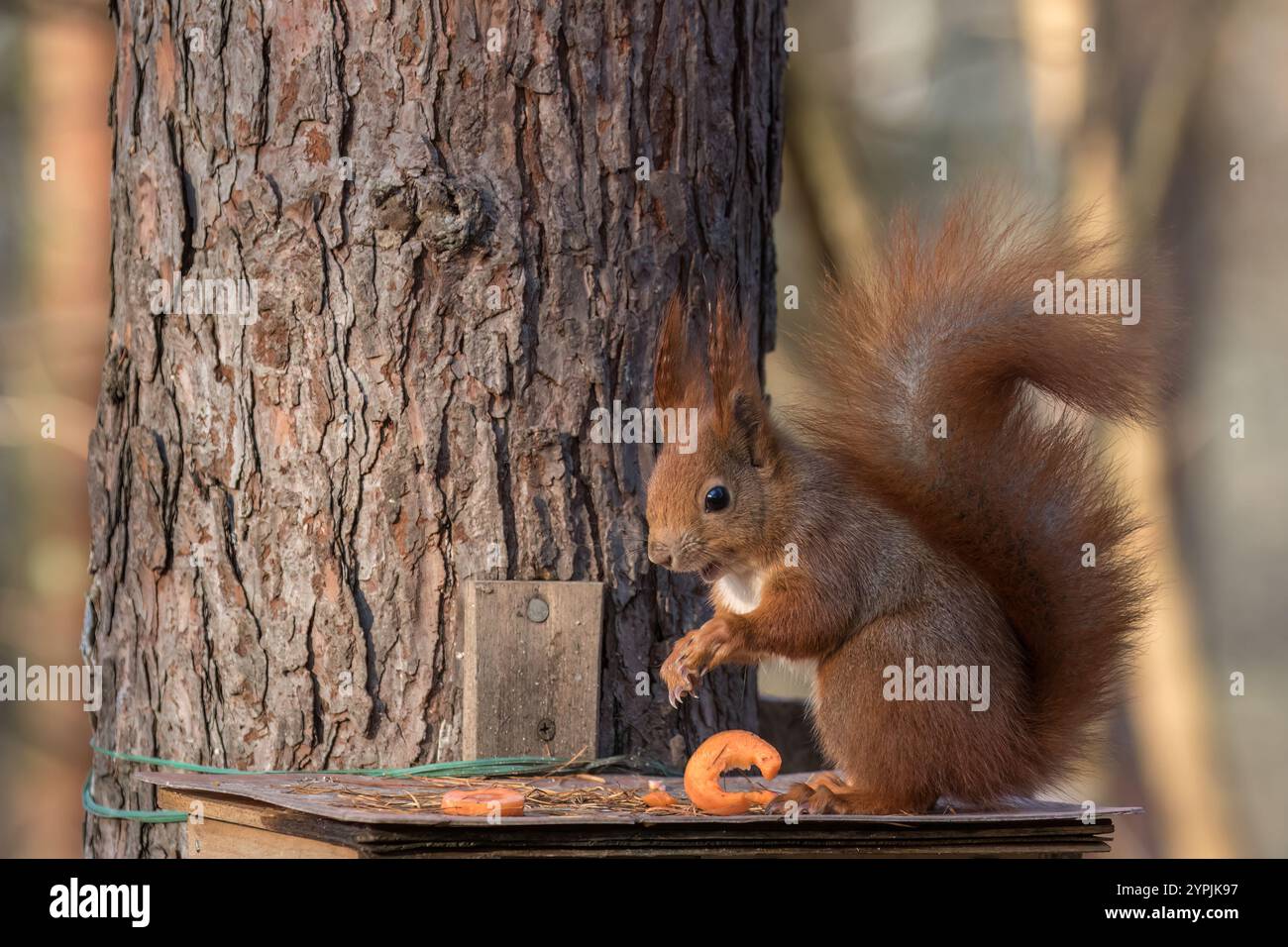 Das rote Eichhörnchen (Sciurus vulgaris) hat gerade die Karottenscheibe, die es gerade gegessen hatte, aus seinen Pfoten gelöst. Niedliche Pose. Tiere im Winter füttern Stockfoto
