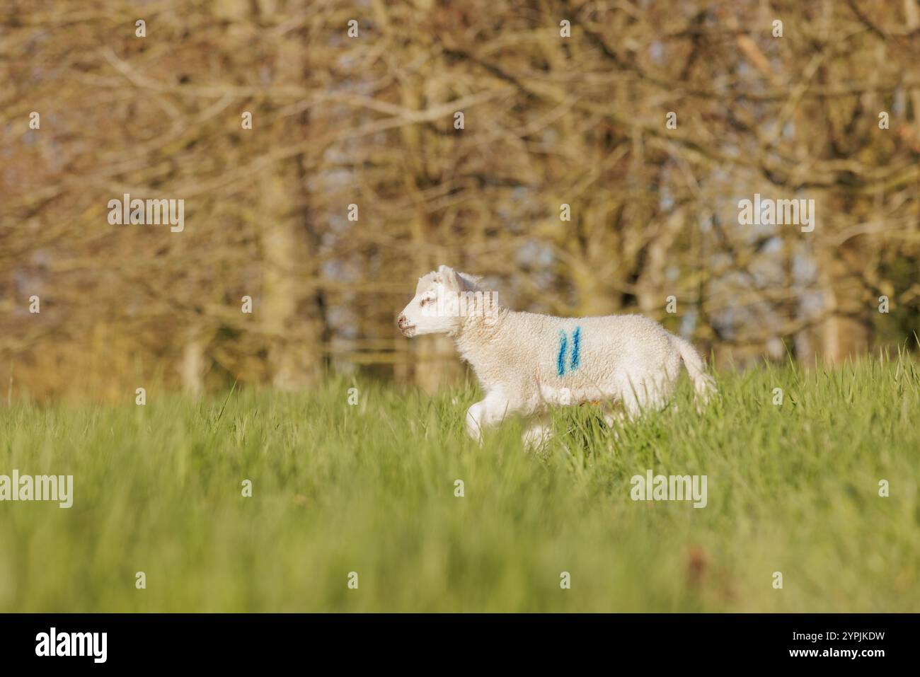 Neue Lämmer auf dem Feld im Frühling Stockfoto