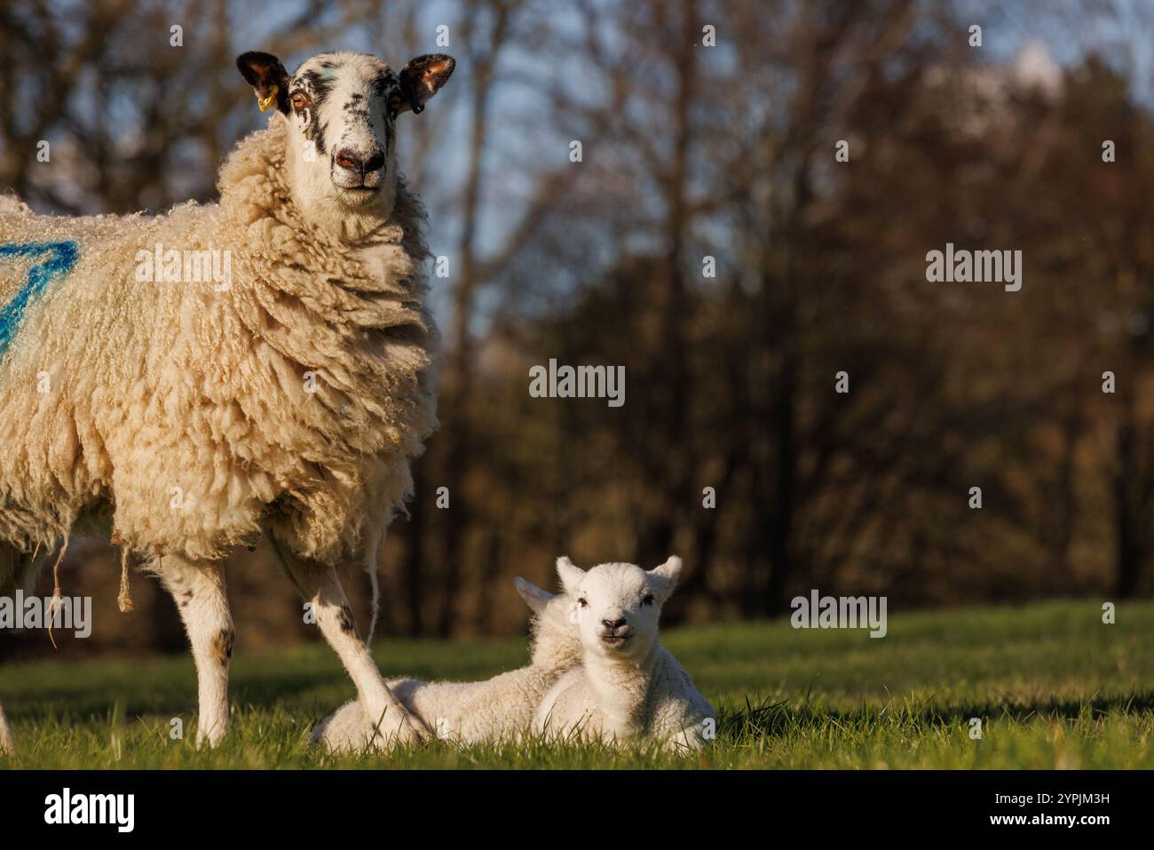 Schafe mit neuen Lämmern auf der Wiese im Frühjahr Stockfoto