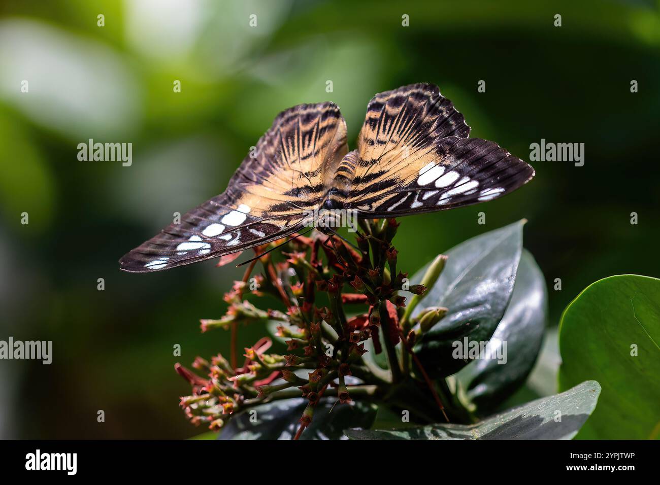 Asiatischer Clipper-Schmetterling (Parthenos sylvia), der auf einer Blumenhütte auf der Insel Aruba ruht. Stockfoto