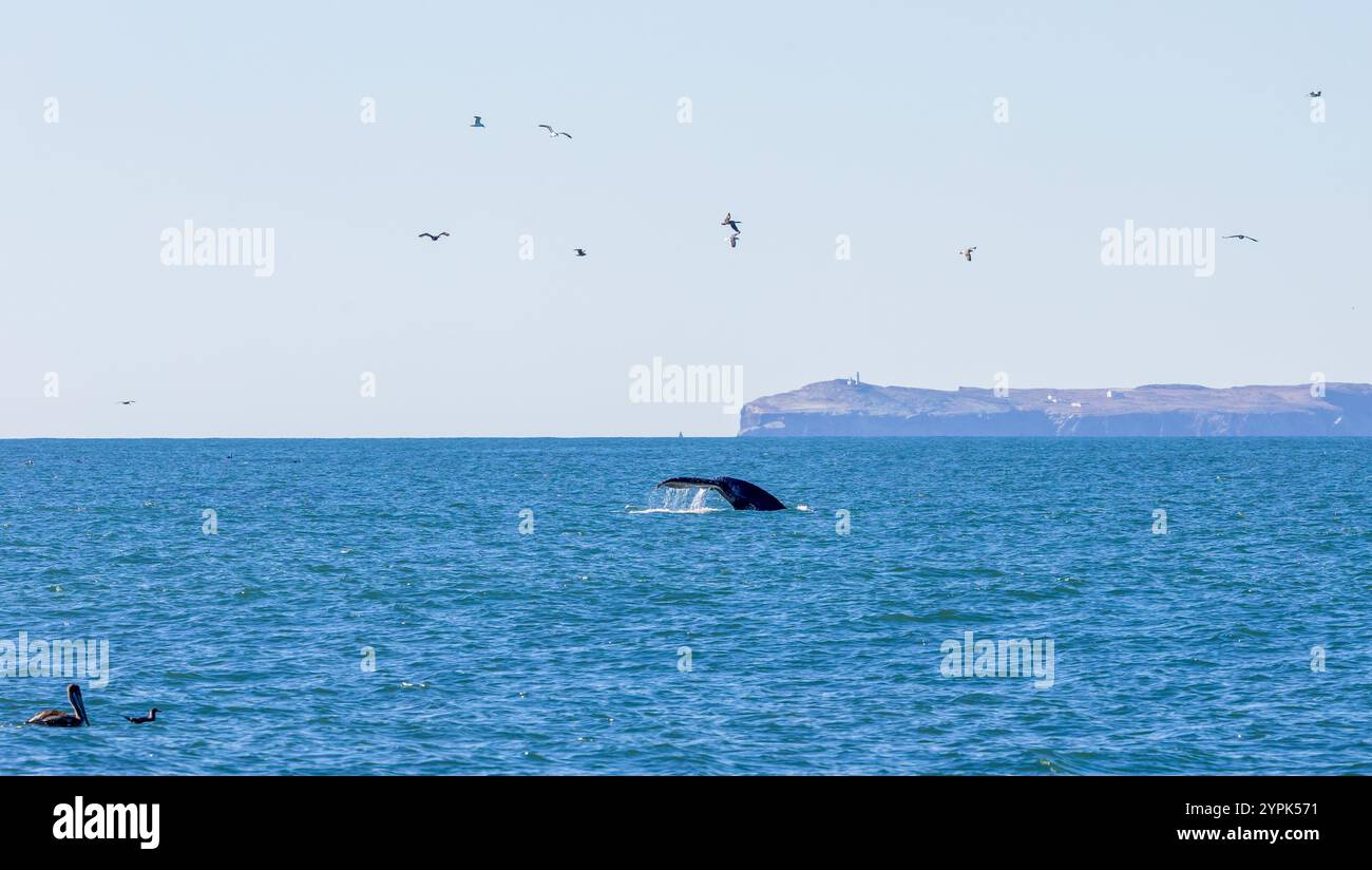 Buckelwal Tail im Ozean in der Nähe der Kanalinseln, Kalifornien Stockfoto