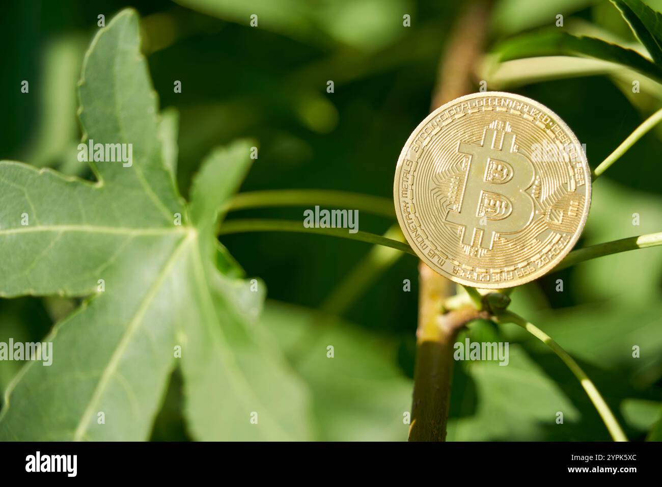 Ein Bitcoin auf einem grünen Blatt, der die Verbindung zwischen Kryptowährung und Natur symbolisiert. Das Bild ist aufgrund des Kontrasts zwischen den Ziffern faszinierend Stockfoto