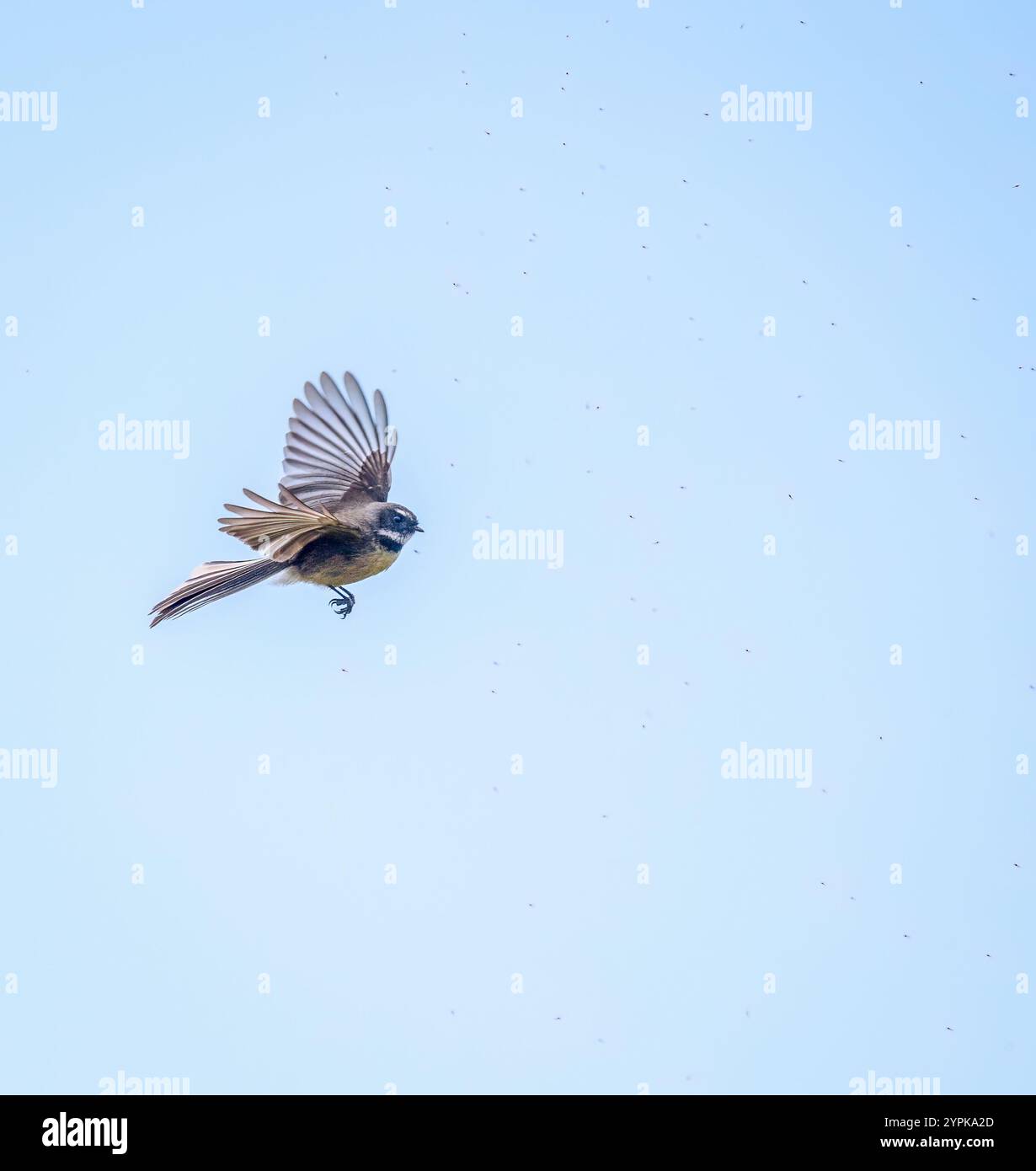 Ein Fantail-Vogel, der mit weit geöffneten Flügeln fliegt und kleine Insekten in der Luft aus der Luft ernährt. Stockfoto