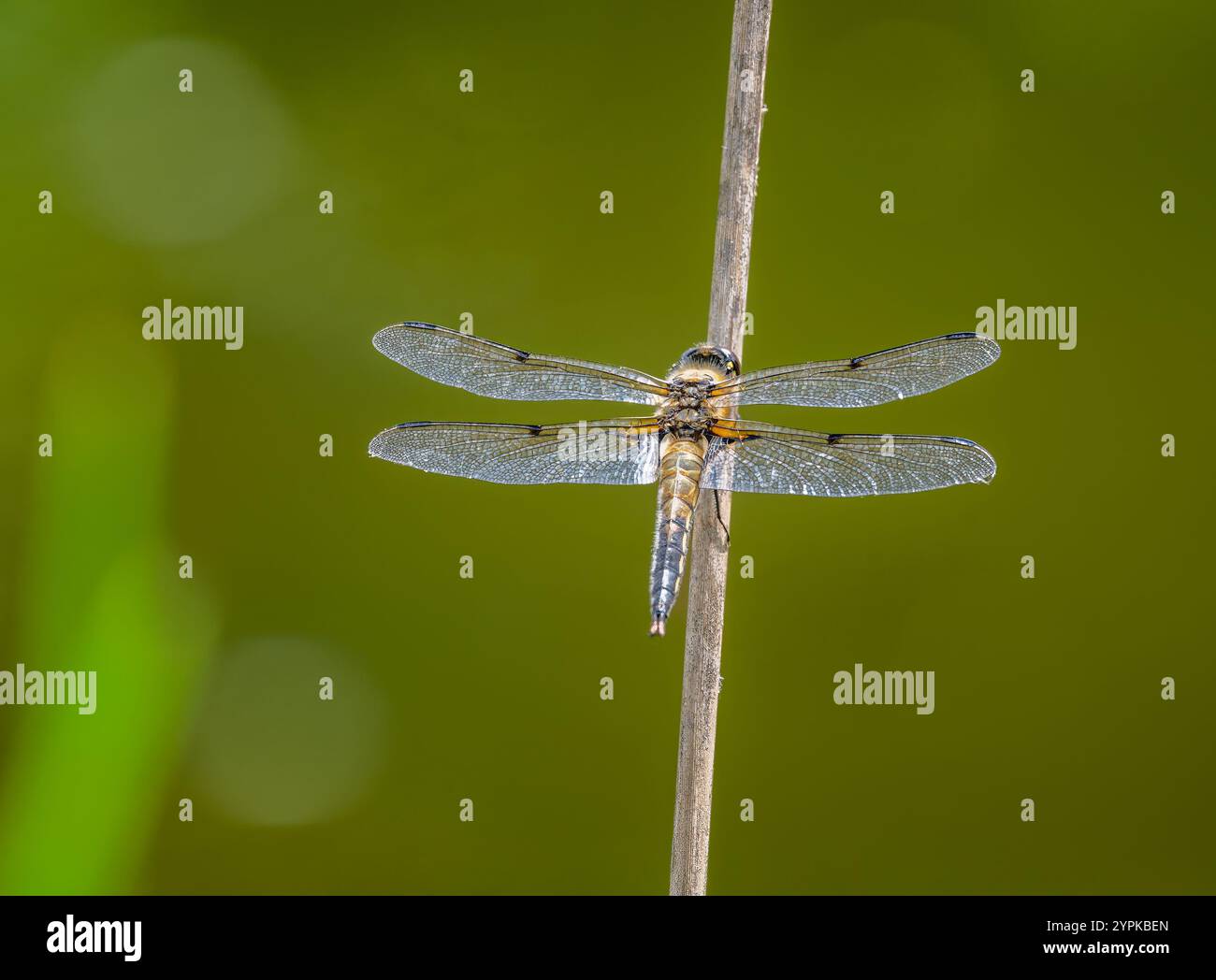 Makro einer vierfleckigen Jagdfliege auf einem Zweig Stockfoto