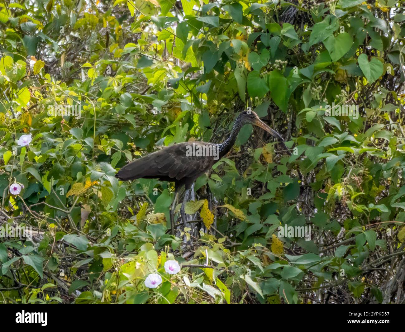 Ein Kraniche (Aramus guarauna) ist eine Vogelart in der Reihenfolge der Kraniche. Fotografiert am Rio Purus, einem Nebenfluss des Amazonas. Stockfoto