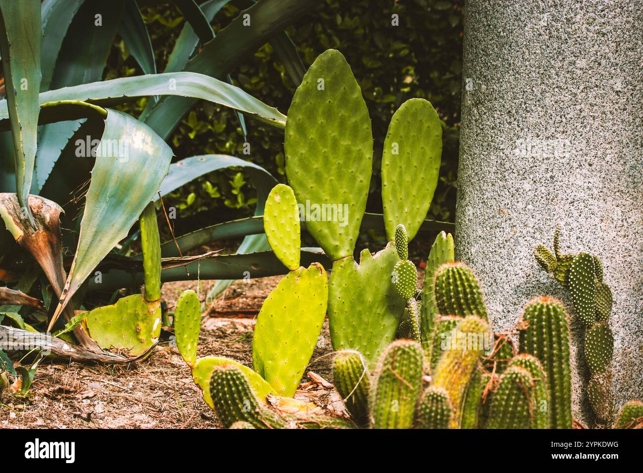 kriechende kanonierblume Pilea Depressa – Monjungle