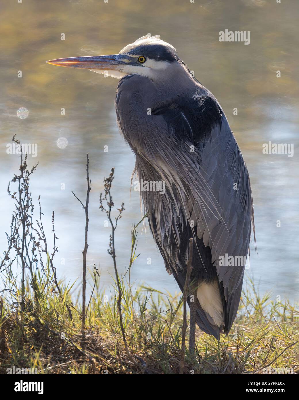 Großer Blaureiher, Erwachsener auf der Suche nach Nahrungsmitteln. Redwood Shores Lagoon, San Mateo County, Kalifornien, USA. Stockfoto