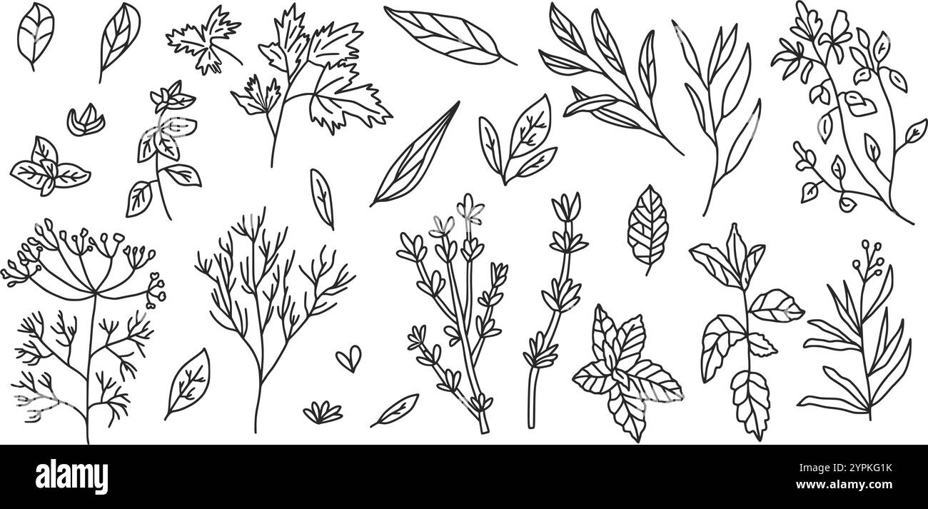 Kulinarisches Kräuterset. Petersilie, Basilikumthymian, Minze und Oregano. Vektor Hand gezeichnete Doodle Ansammlung Illustration isoliert auf weißem Hintergrund. Stock Vektor