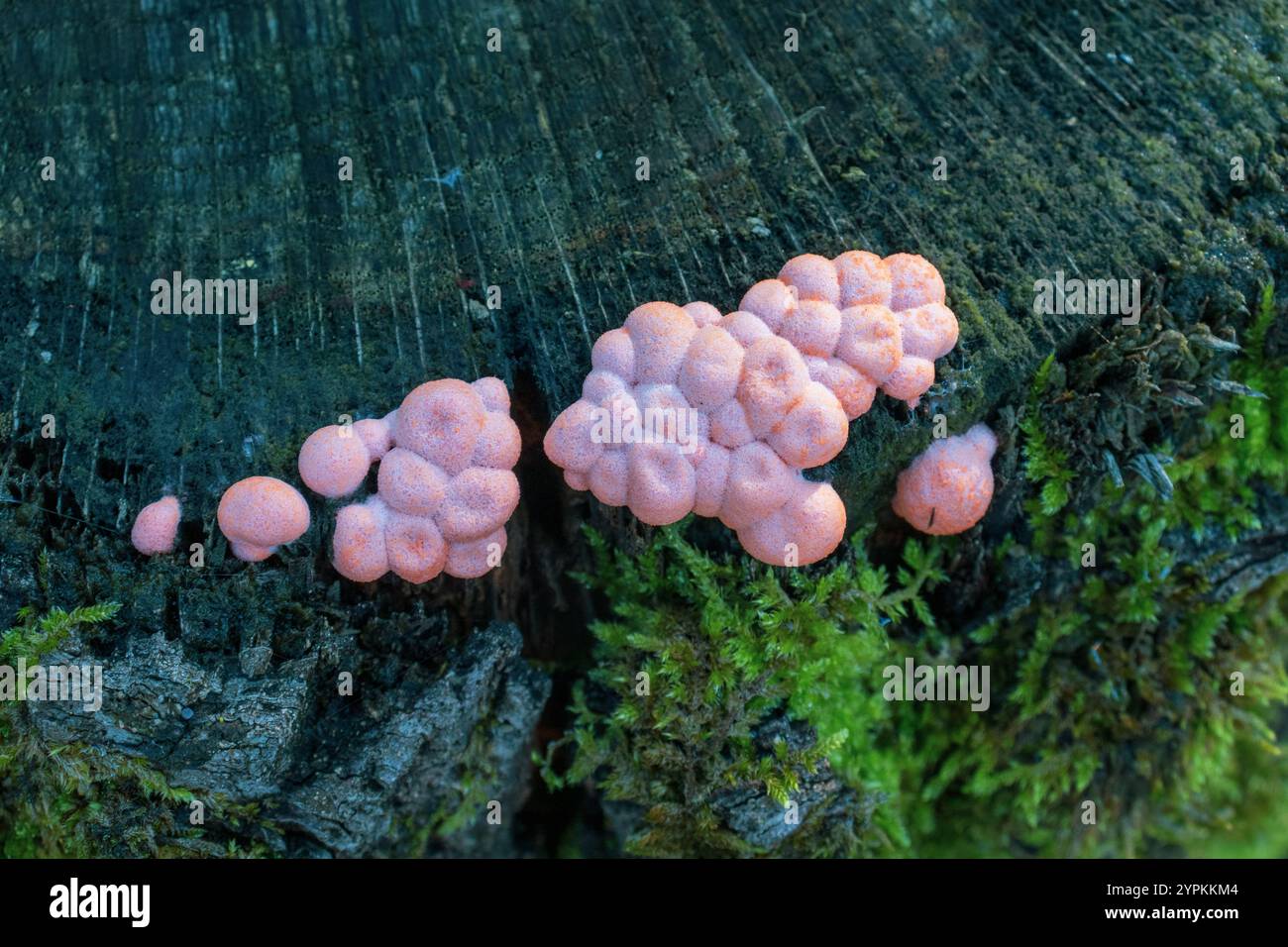 Hochwinkelansicht der Lycogala-Epidendrum, allgemein bekannt als Wolfsmilch oder groening-Schleim. Wird oft mit einem Pilz verwechselt. Stockfoto