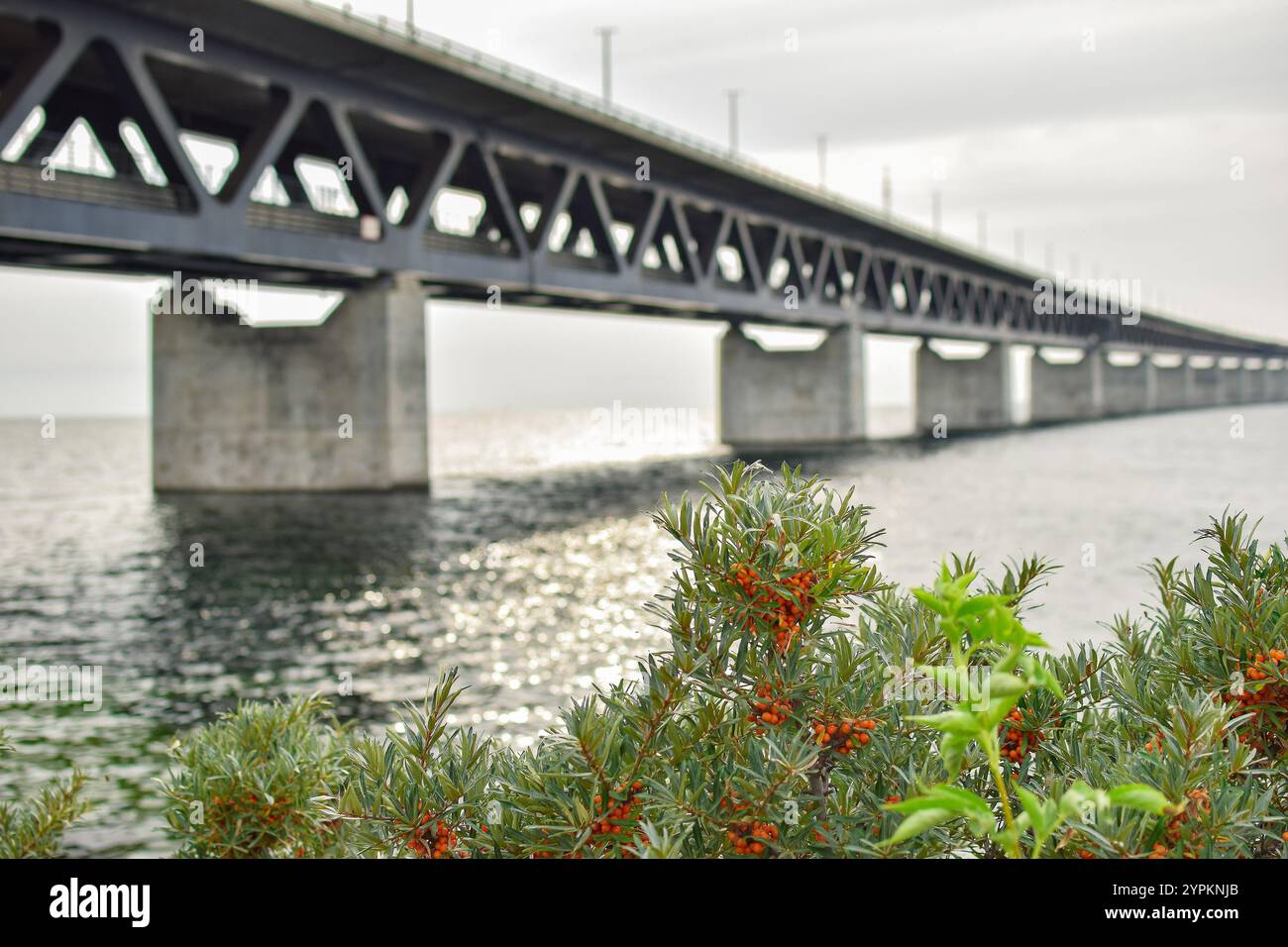 Nahaufnahme einer grünen Pflanze mit verschwommenem Blick auf die Oresundbrücke. Stockfoto