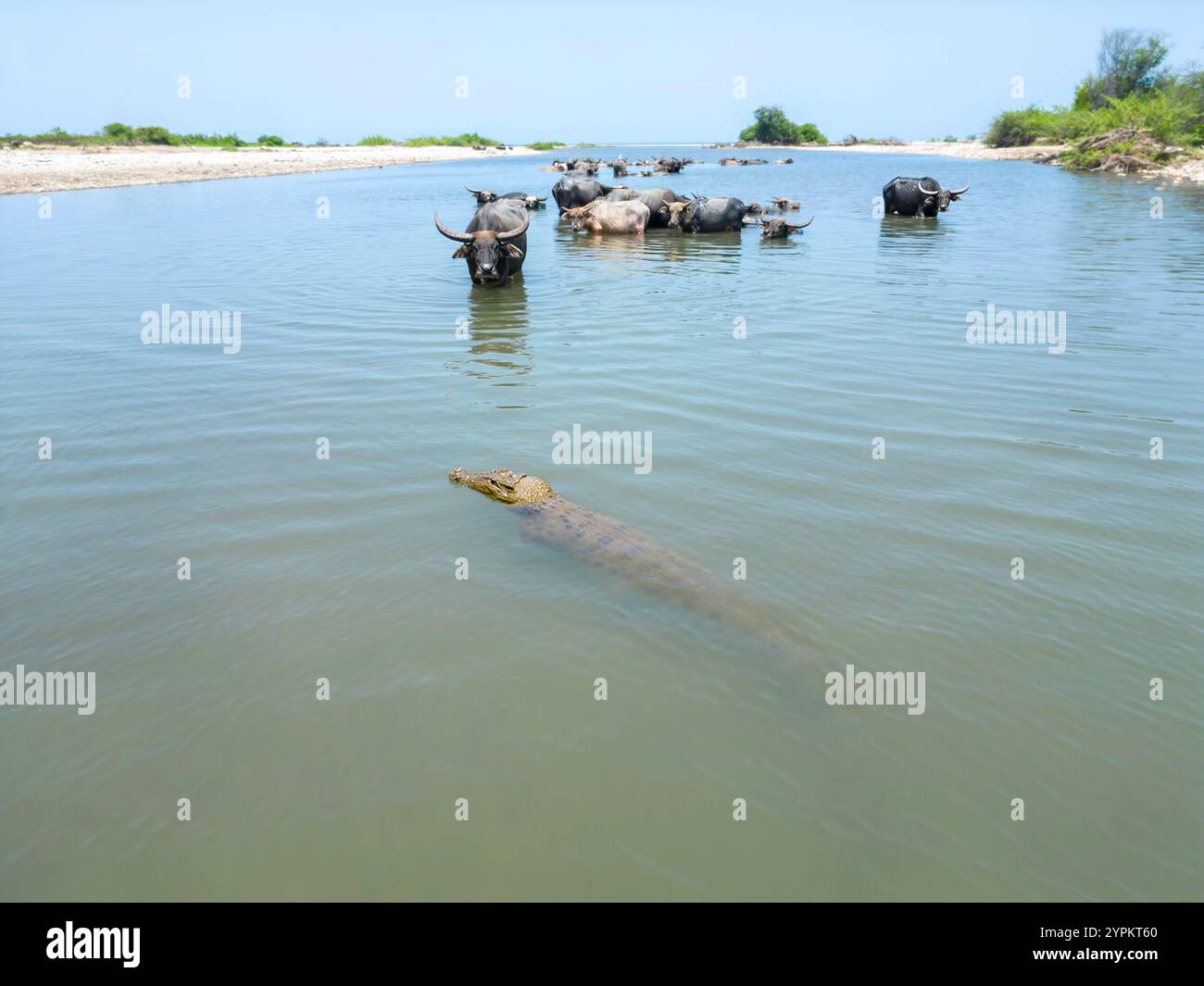 Diese asiatischen Wasserbüffel, Bubalus arnee, haben ein genaues Auge auf dieses Salzwasserkrokodil Crocodylus porosus, mit dem sie den Fluss teilen Stockfoto