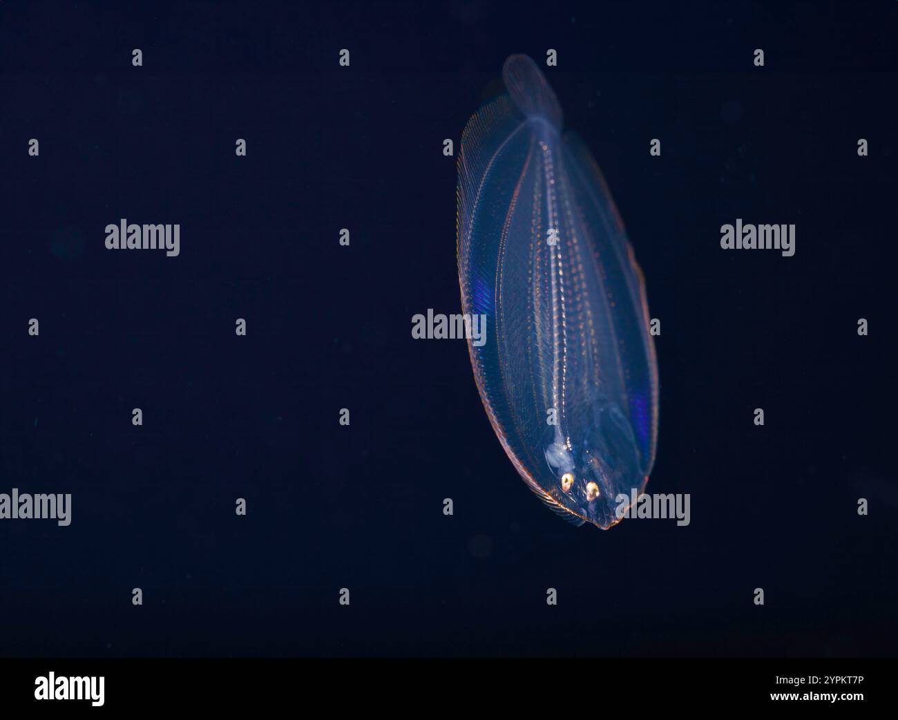 Eine Pfauenflunder-Larve, Bothus lunatus, fotografiert während eines blackwater Drift Tauchgangs, im offenen Ozean auf 40 Fuß, mit Boden auf 2000 Fuß mehr, s Stockfoto