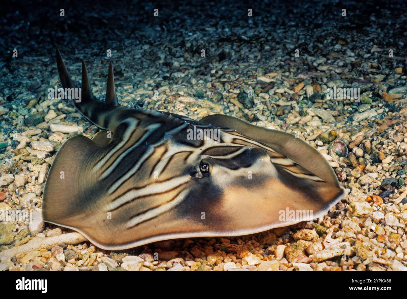 Der Eastern Fiddler Ray, Trygonorrhina fasciata, legt goldene Eierhüllen, die zwei oder drei Embryonen aufnehmen können. Sie ist ein Endemit im Osten Australiens. Es ist ein Stockfoto