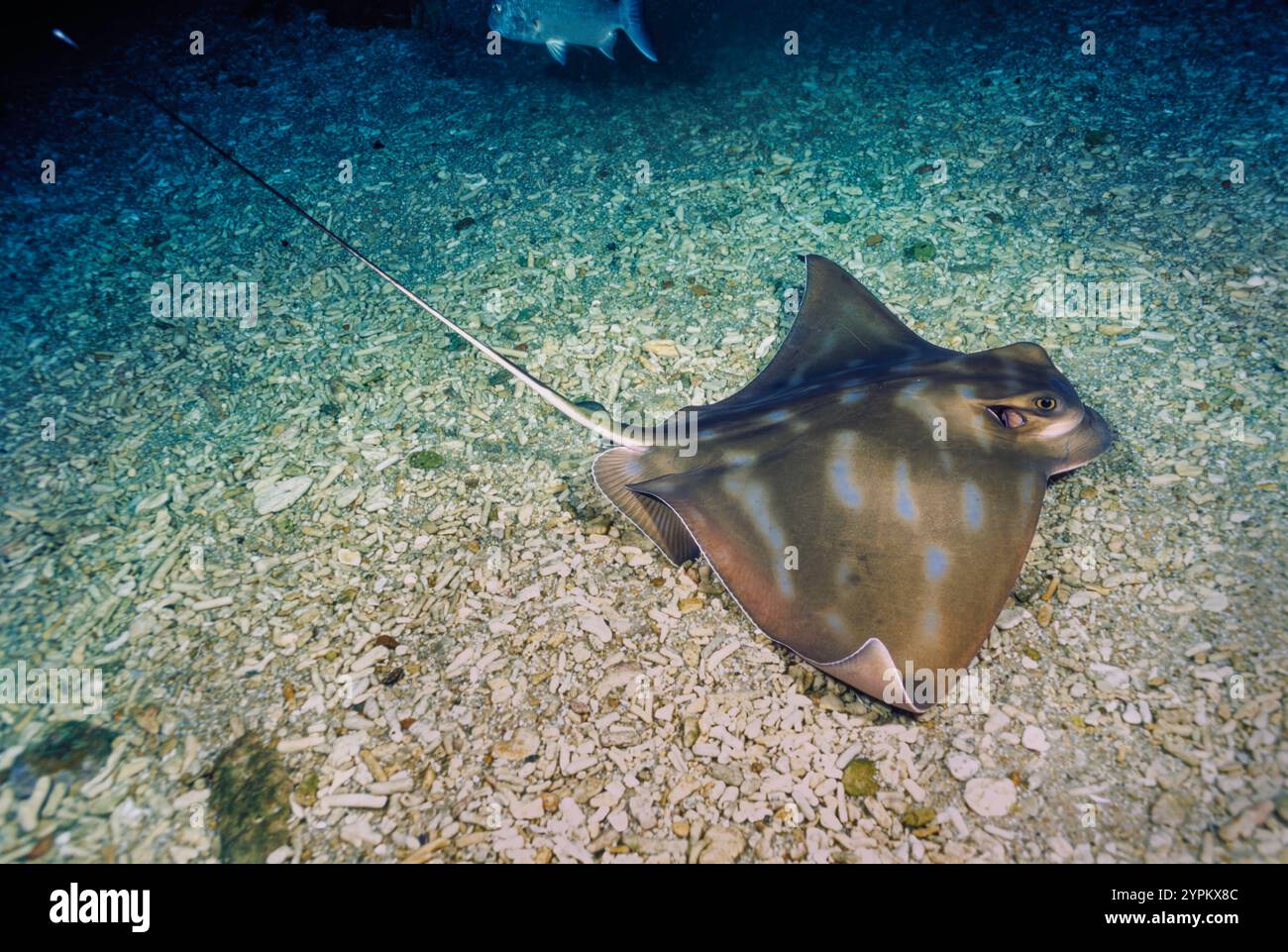 Südadlerrochen, Myliobatis australis, sind in Südaustralien, Tasmanien und Neuseeland verbreitet. Sie sind auch als Australian Bull Ray bekannt. Stockfoto