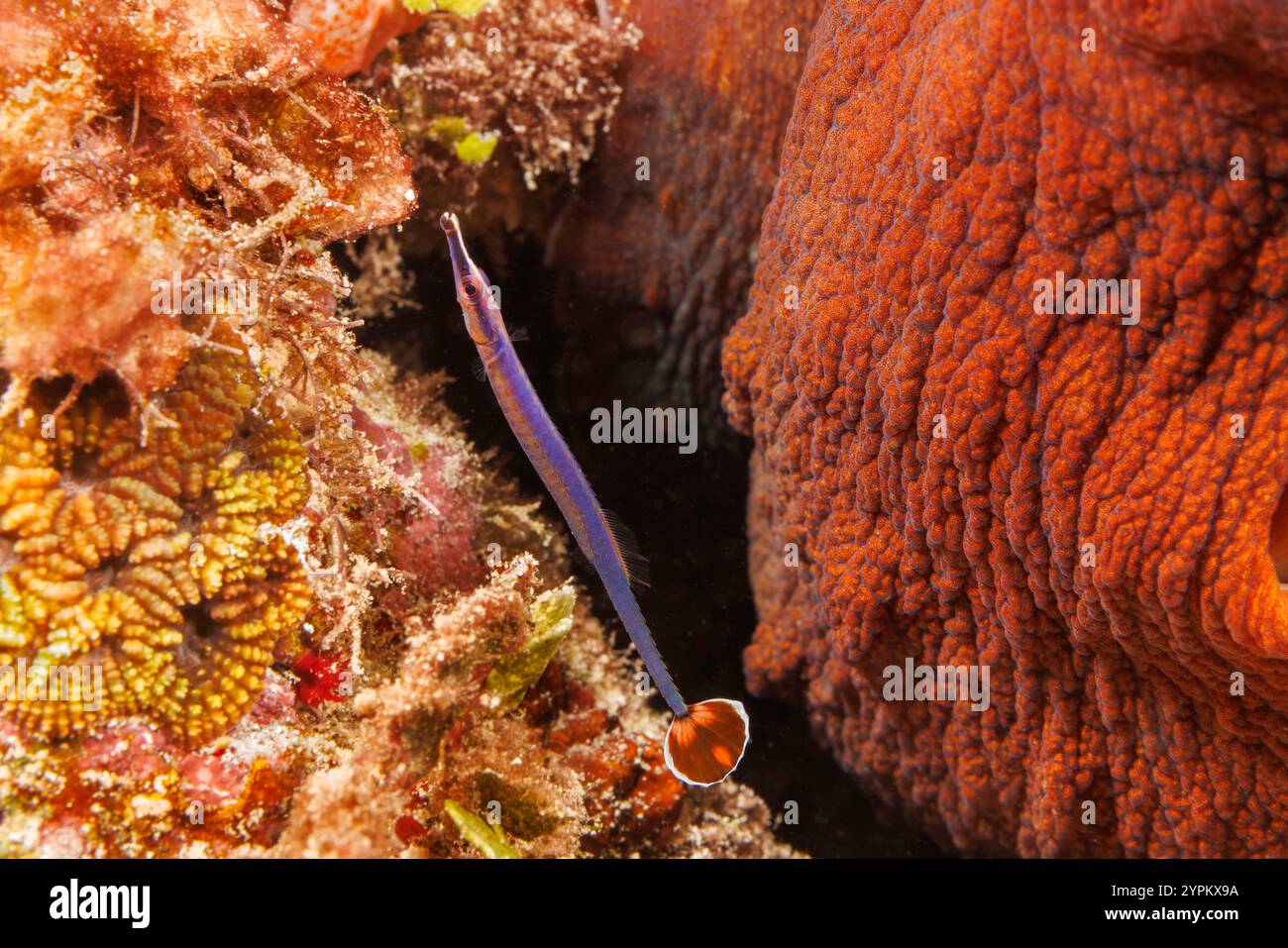 Dieser Fahnenpfeifenfisch, Doryrhamphus excisus, ist auch als blaugestreifter und blau-orangener Putzpfeifenfisch bekannt. Der Fisch ist throu gefunden Stockfoto