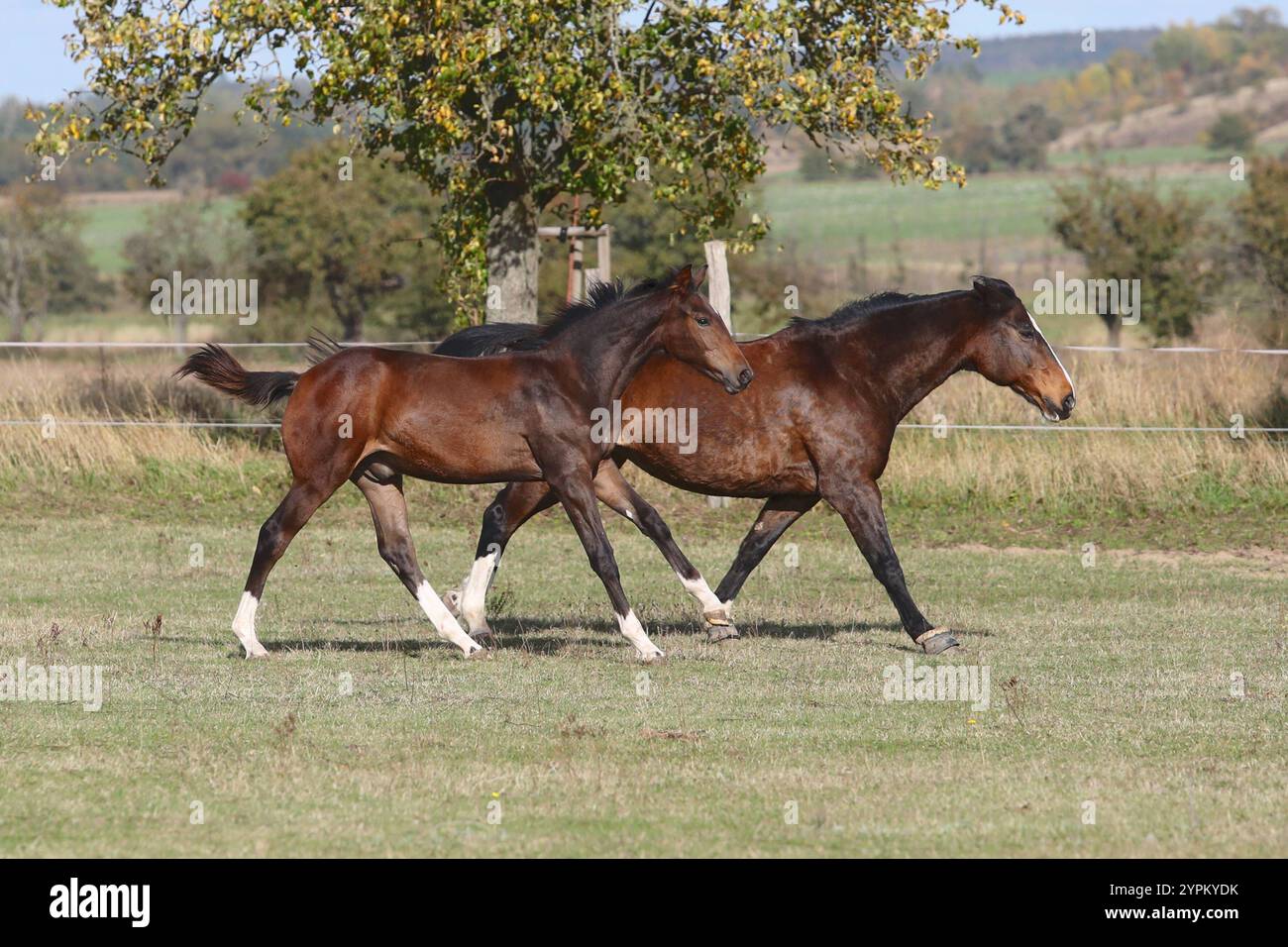 12.10.2024, Gartz, Brandenburg, GER - Stute und Fohlen im Galopp auf einer Weide. Pferde, Stute, Fohlen, Warmblut, Warmblutfohlen, Halfterlos, ohne Halfter, freie Bewegung, Weide, Koppel, Gangart, Galopp, gestreckter Galopp, galoppieren, Haltung, Pferdehaltung, Zucht, Pferdezucht, Warmblutzucht, Jahreszeit, Herbst 241012D105GARTZ.JPG *** 12 10 2024, Gartz, Brandenburg, GER Stute und Fohlen galoppierend auf der Weide Pferde, Stute, Fohlen, Warmblut, Warmblutfohlen, halterlos, ohne Halter, freie Bewegung, Weide, Paddock, Gang, Galopp, Galopp, Galoppieren, Halten, Pferdehaltung, Zucht, Pferdezucht Stockfoto