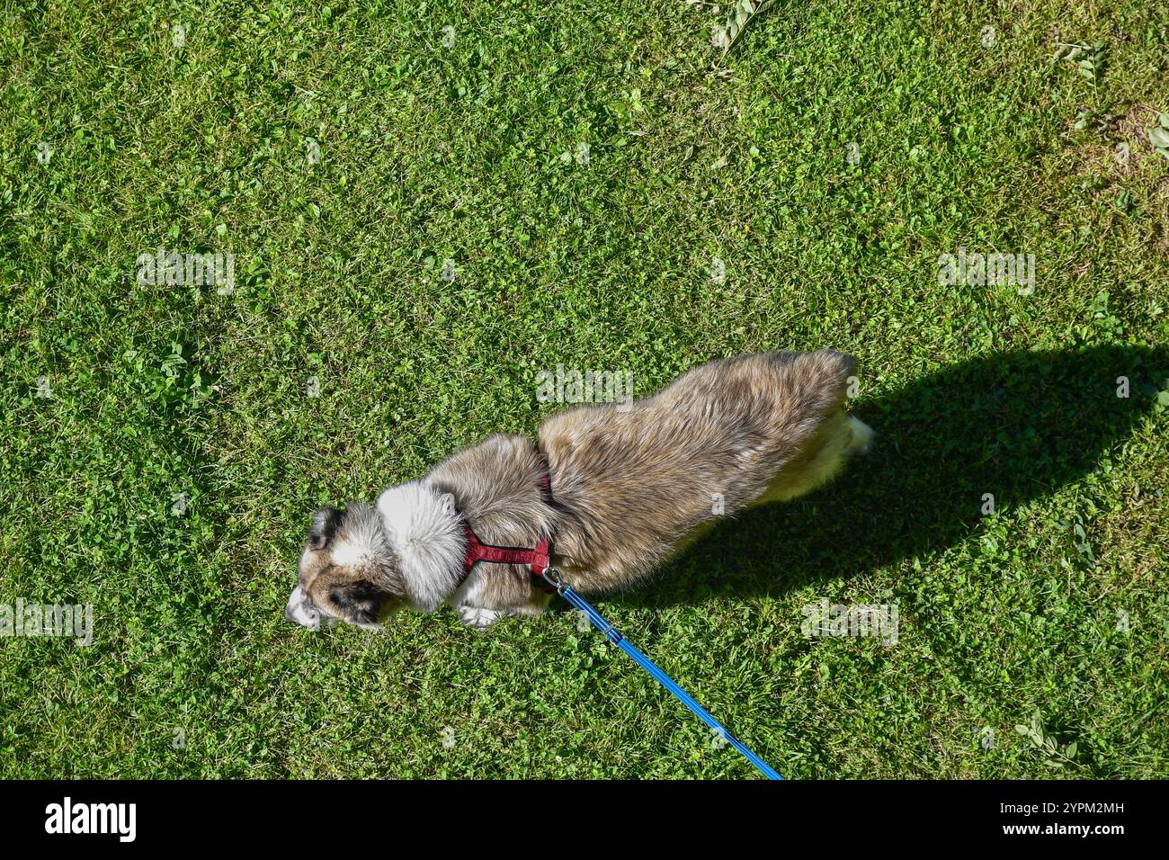 Luftaufnahme eines großen Hundes an der Leine auf einer grünen Wiese im Sommer, Frankreich Stockfoto