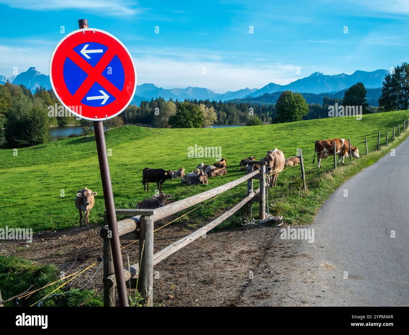 Landschaftsansicht mit hellbraunen Milchkühen auf einem Feld am Bayerischen Teich Schwaltenweiher auf einer Landstraße ohne Stoppschild im Vordergrund. Stockfoto