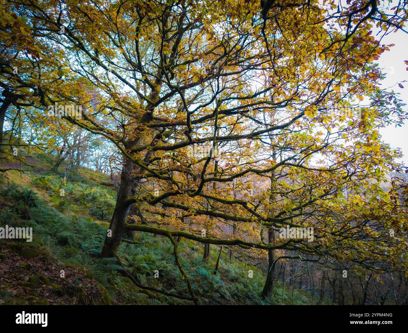 Moosbedeckter Baum mit goldenem Herbstlaub in Waldlage Stockfoto