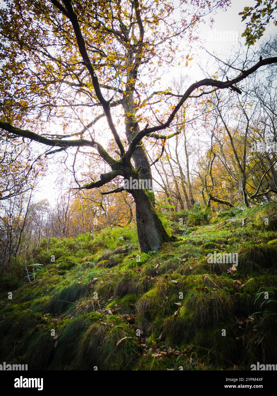 Majestätischer Baum mit weitläufigen Ästen und Herbstlaub in einem üppigen Wald Stockfoto