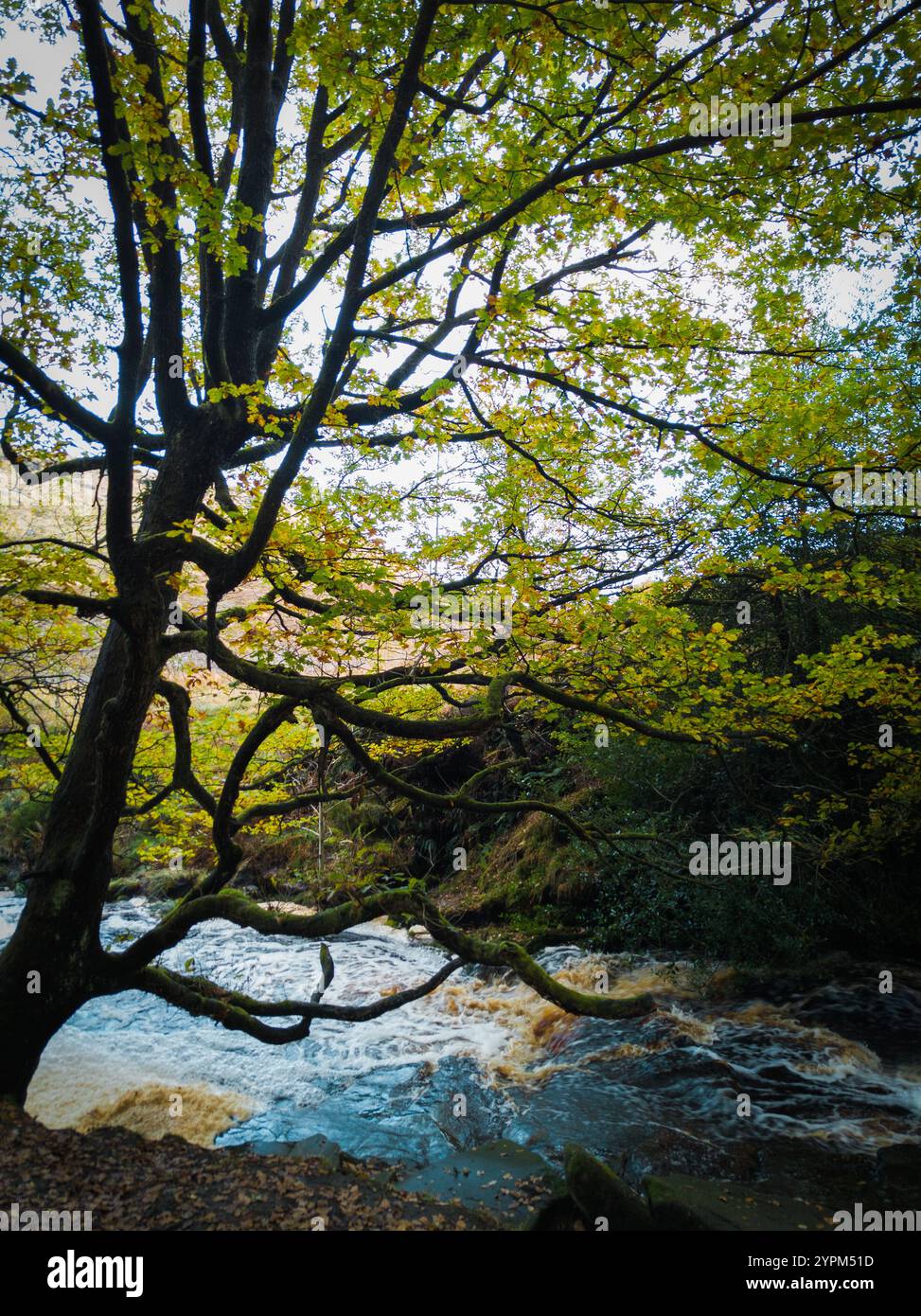 Der Herbstwald Trail mit dem Fluss und zwei Wanderern inmitten lebendiger Laubwälder Stockfoto