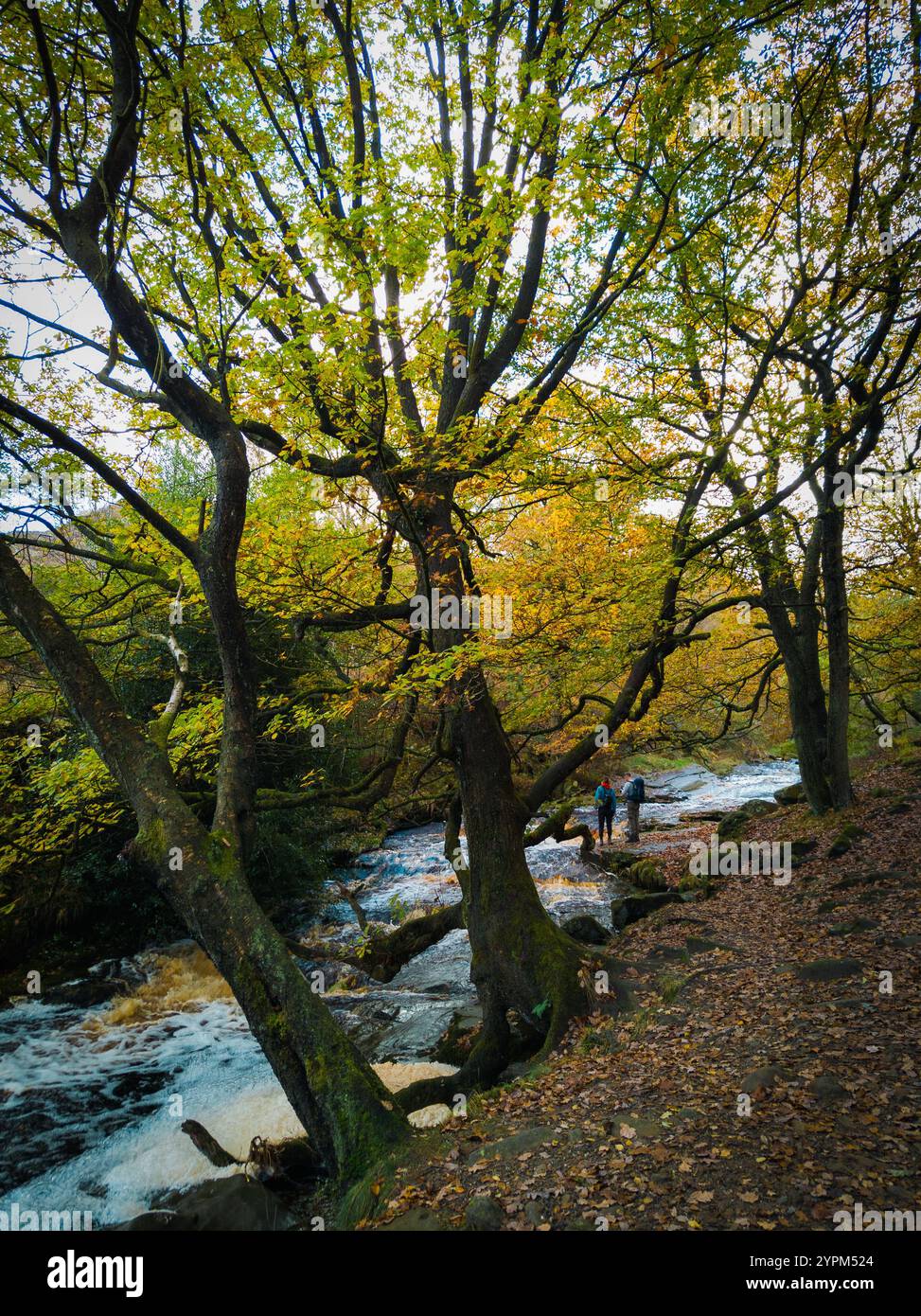 Der Herbstwald Trail mit dem Fluss und zwei Wanderern inmitten lebendiger Laubwälder Stockfoto