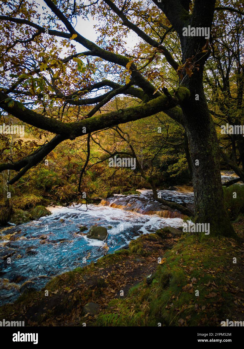 Der Herbstwald Trail mit dem Fluss und zwei Wanderern inmitten lebendiger Laubwälder Stockfoto