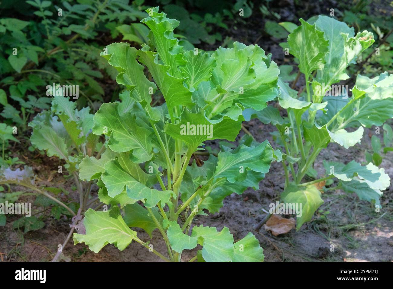 Dekorative Kohlsämlinge werden im Dorfgarten gepflanzt. Grüner Kohl im Hüttengarten. Sonniger Tag. Stockfoto