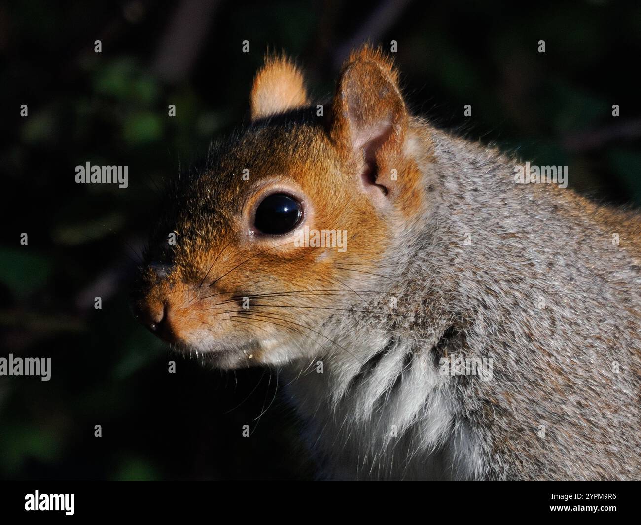 Porträt eines grauen Eichhörnchens Stockfoto